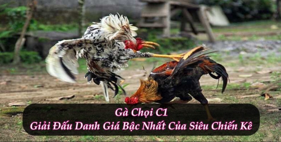 Lý do nên xem các trận đá gà C1 tại nhà cái Fun88